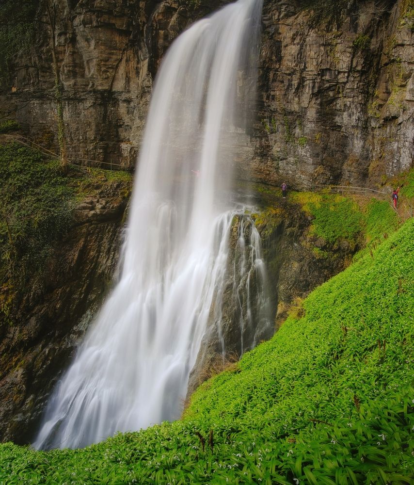 Великан в подснежниках