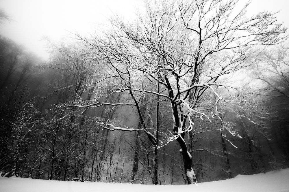 Photograph by Алина Андреева