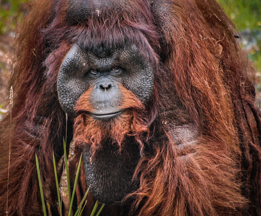 The Big Red Ape