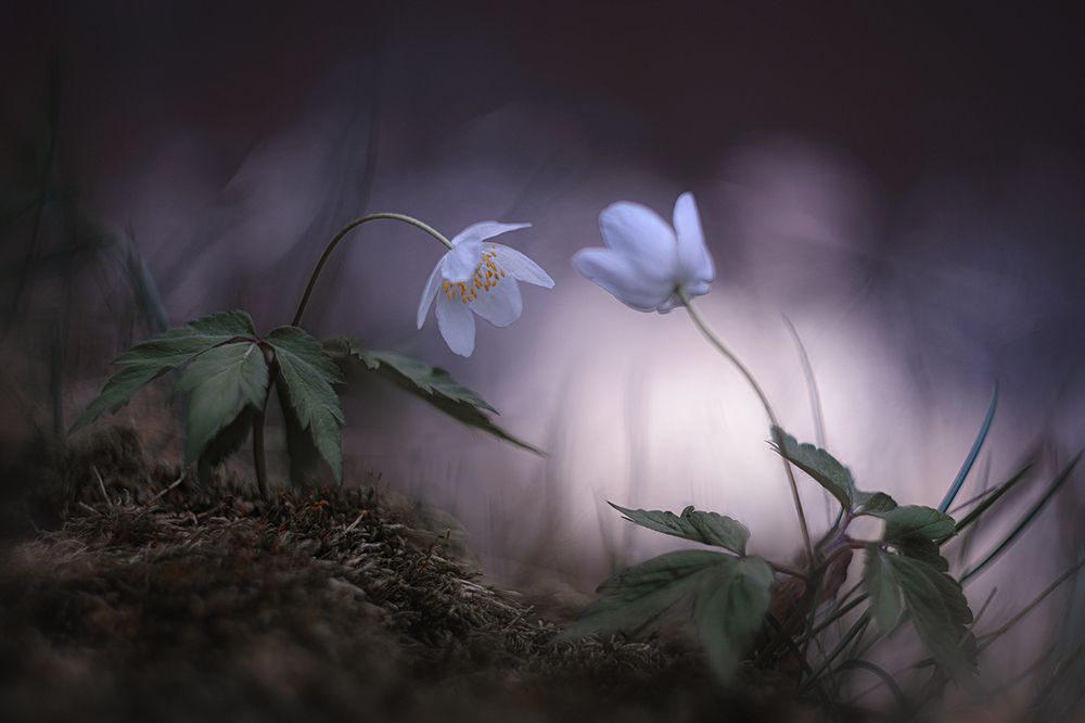 "В крошечном сердце моем..."