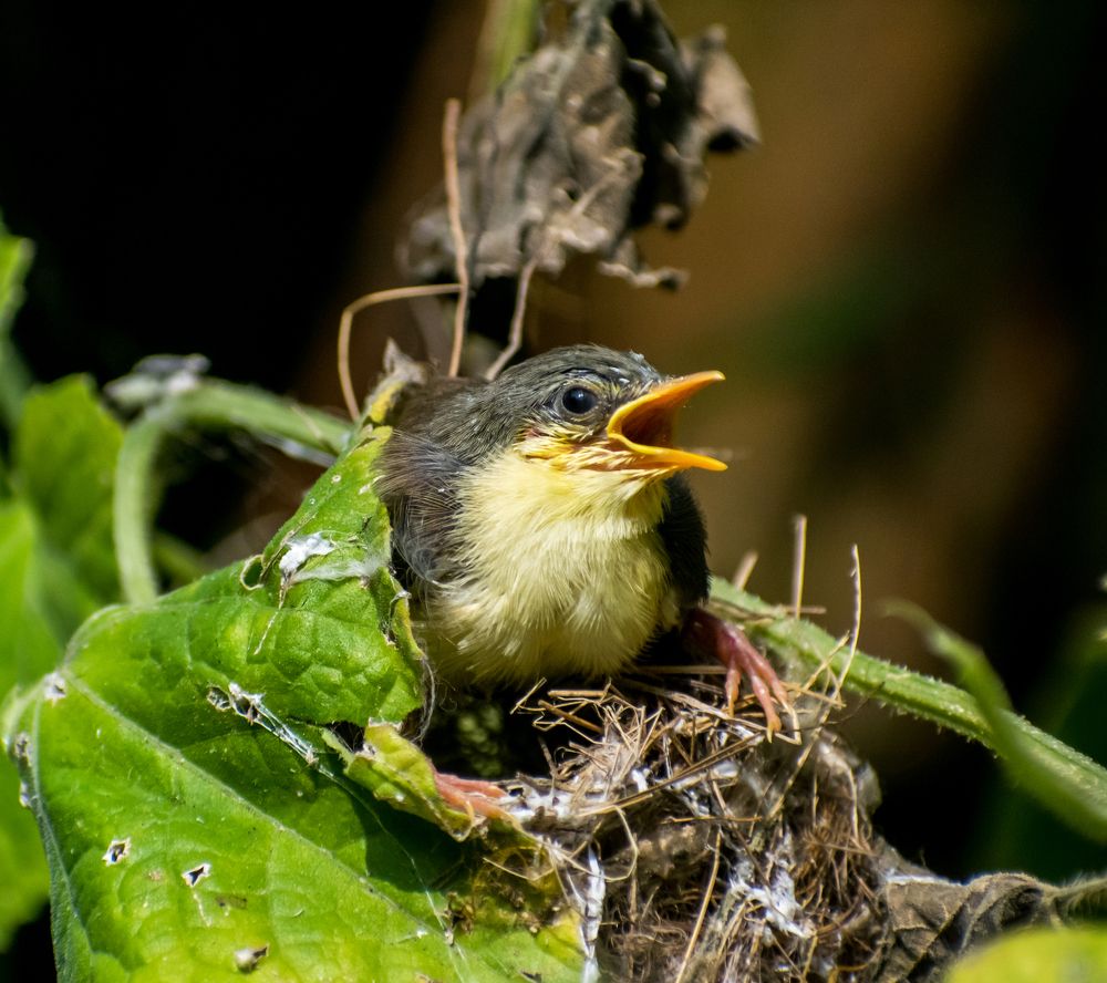 Photograph by Shristi Singh