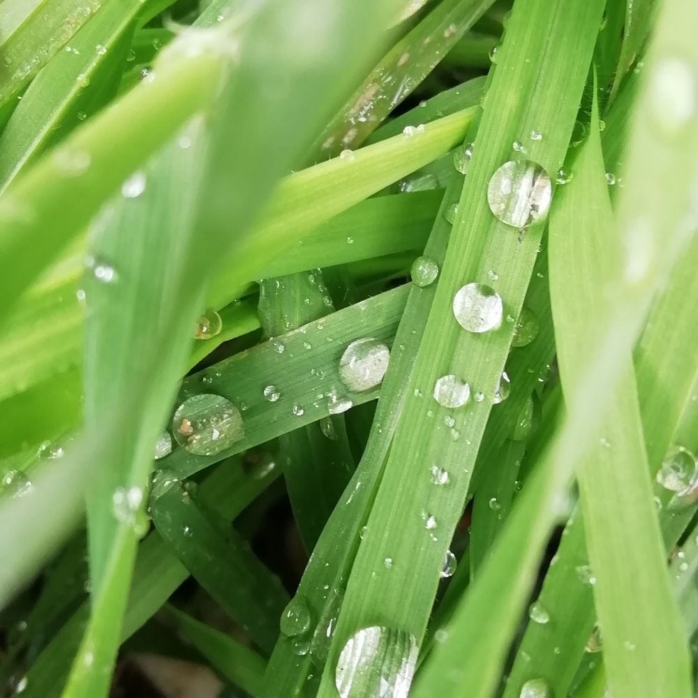 После дождя