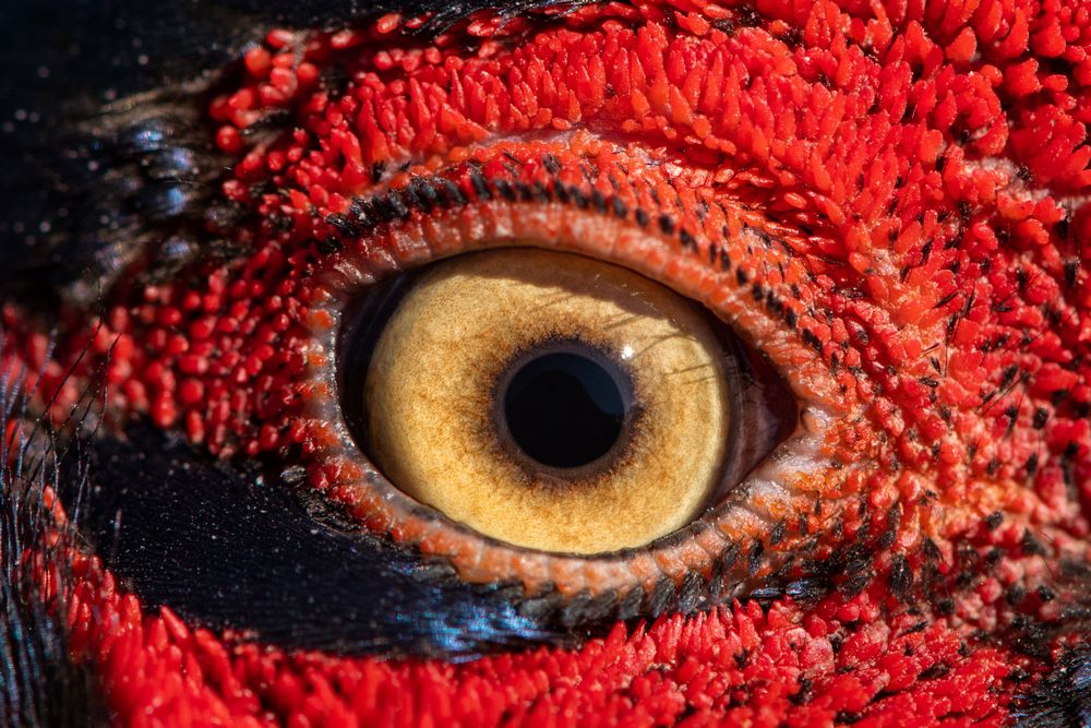 Photograph by Татьяна Жеребцова