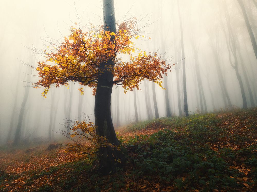 Photograph by Красимир Матаров