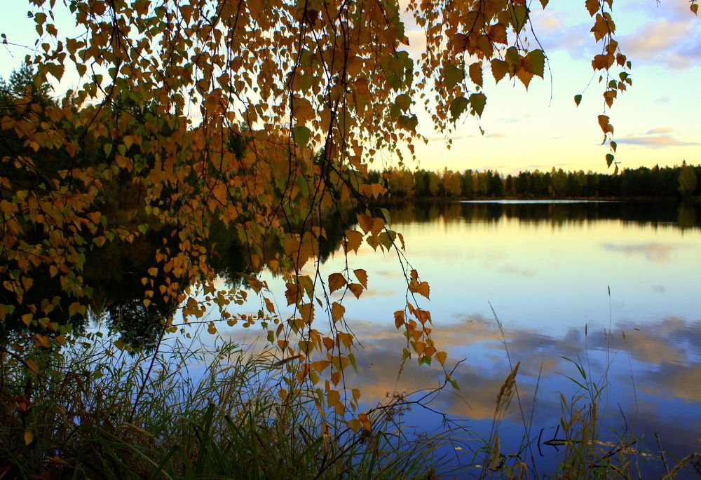 В тишине берёз...