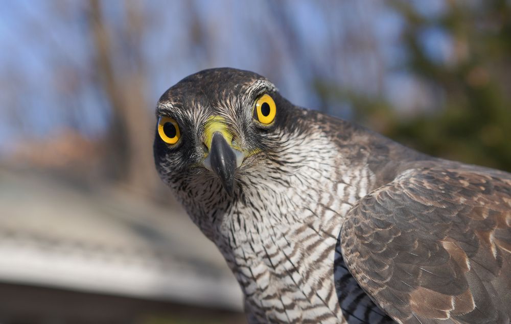 Photograph by Антонов Алексей