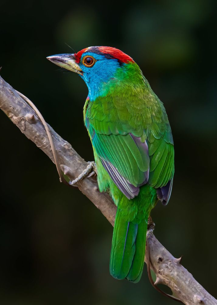 Blue Throated Barbet - Portrait