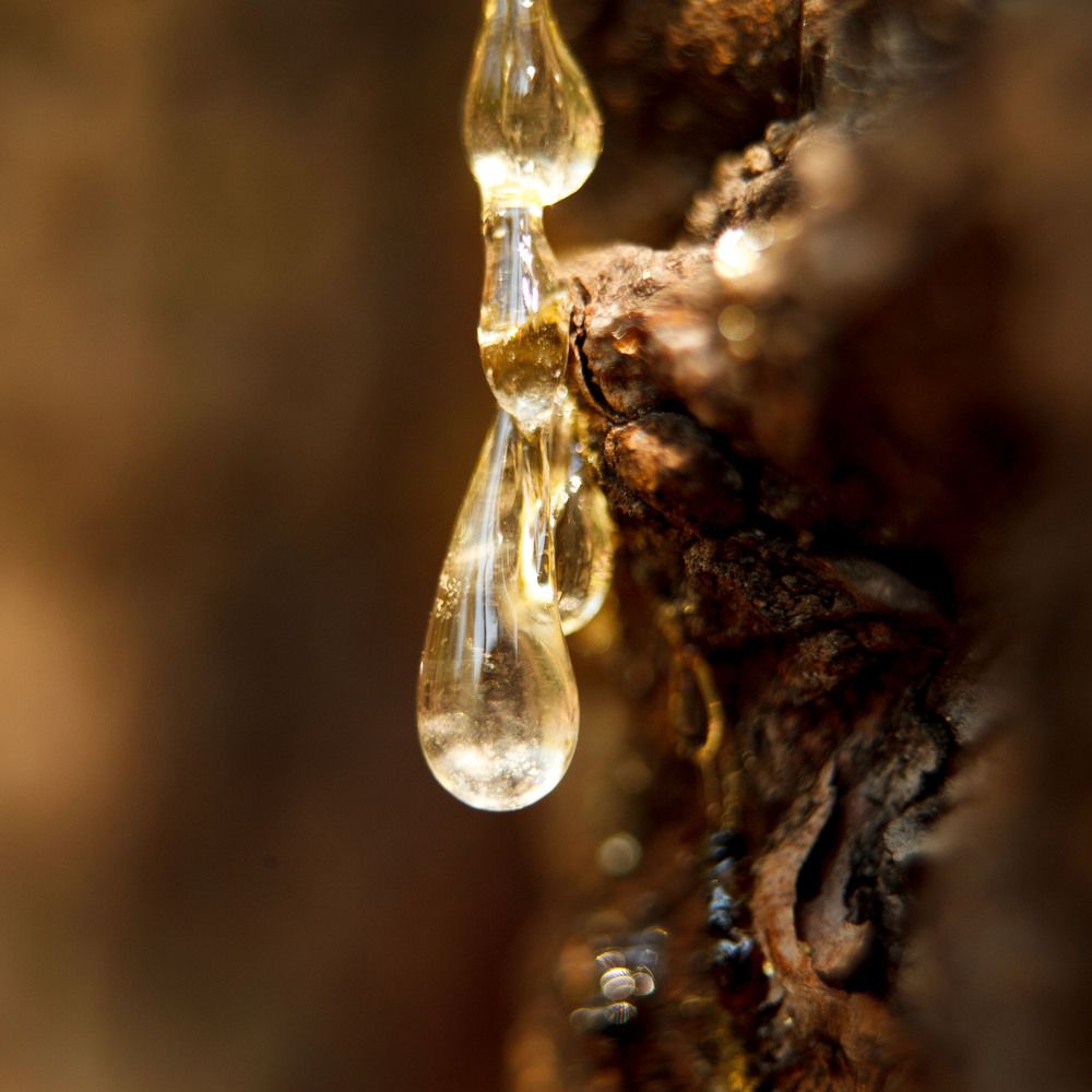 Photograph by Dmitriy Rastorguev