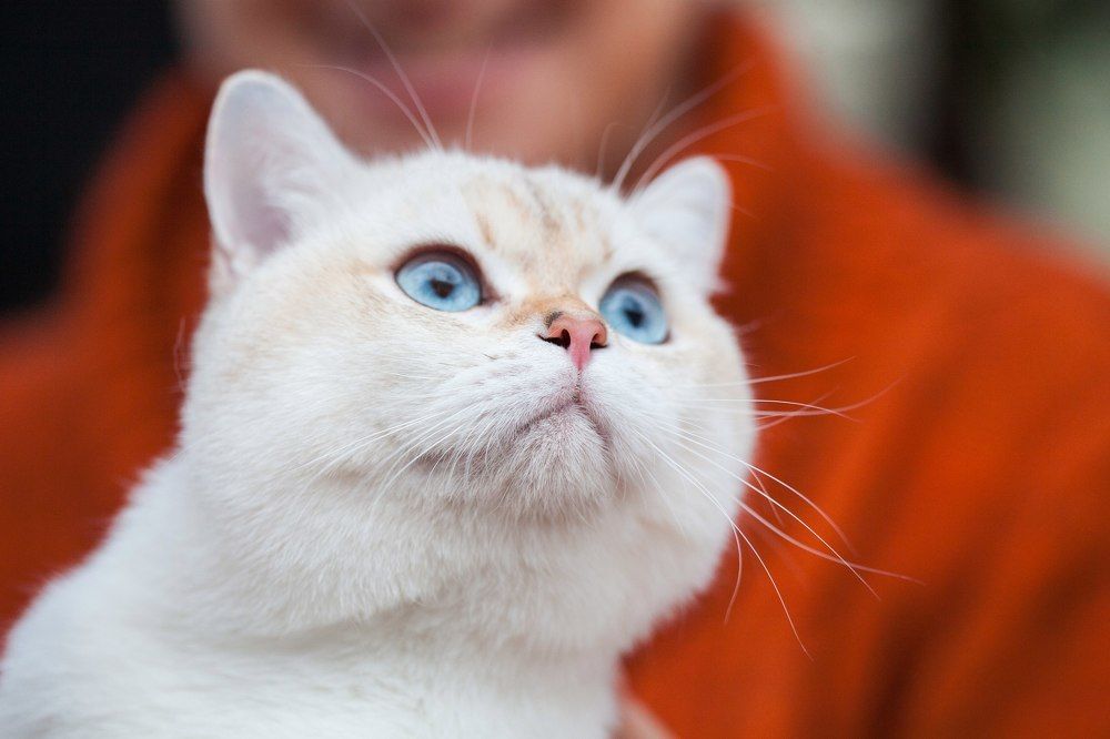 Photograph by Алексей Пирязев