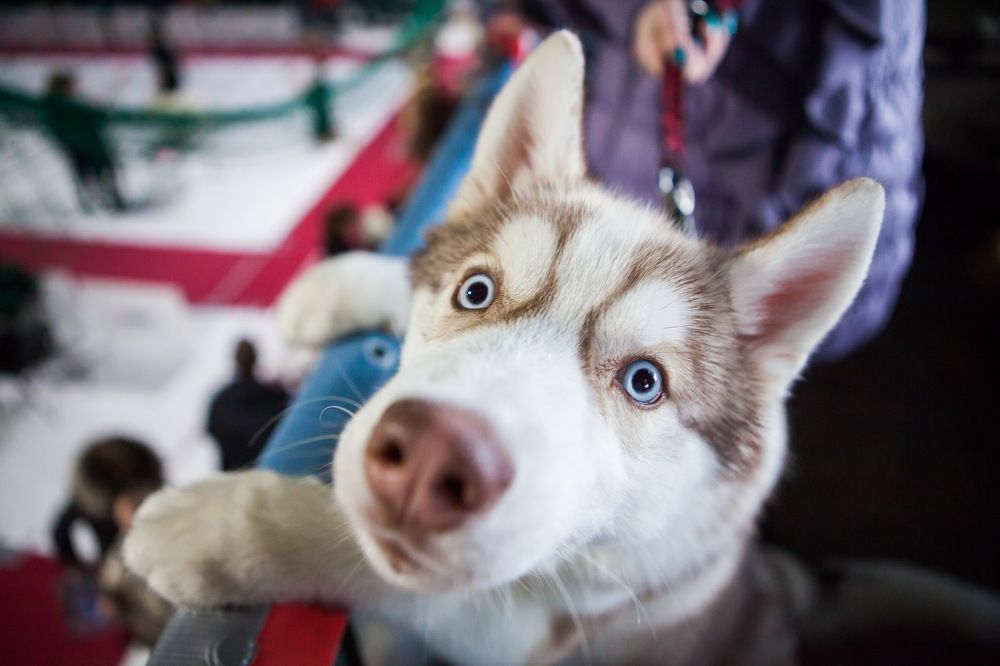 Photograph by Алексей Пирязев
