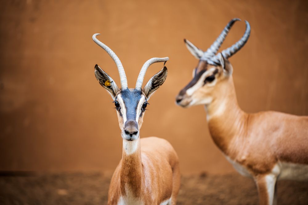 Gazelle