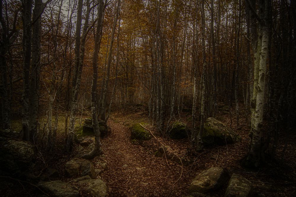 Photograph by Dino Sirica