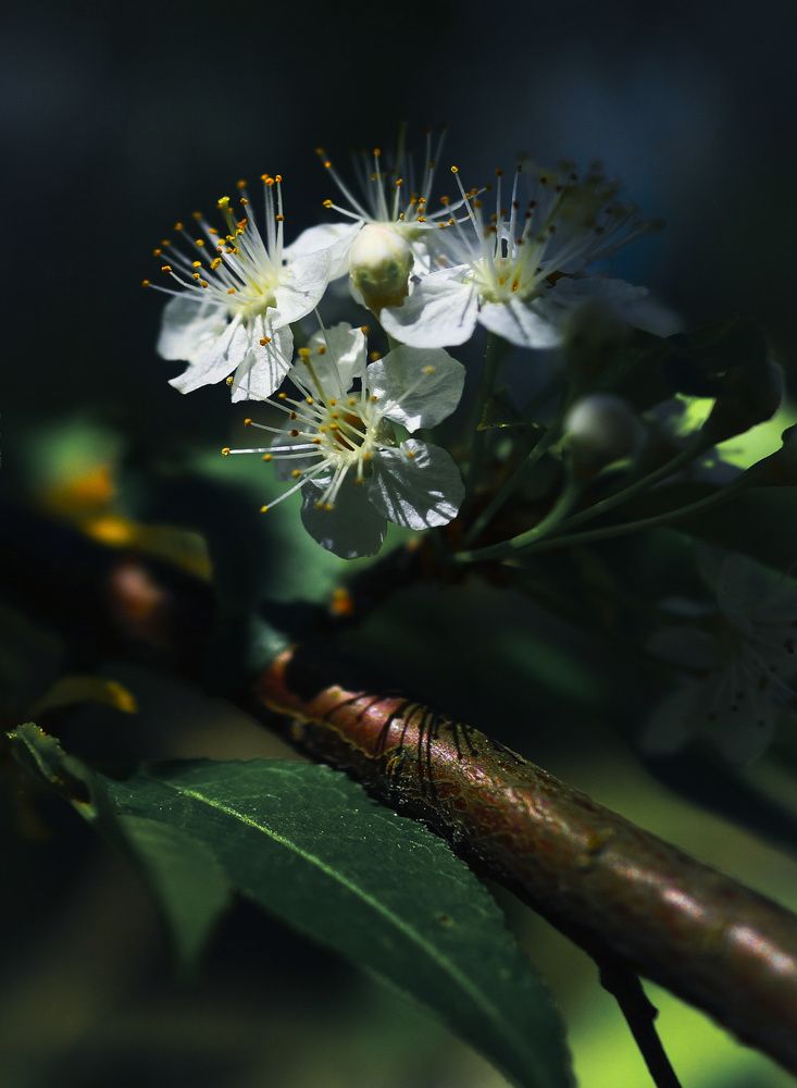 Photograph by Irina Volkova