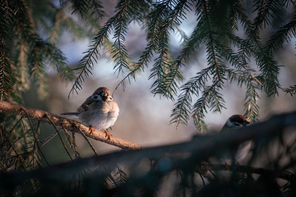 Photograph by Павел Шемякин