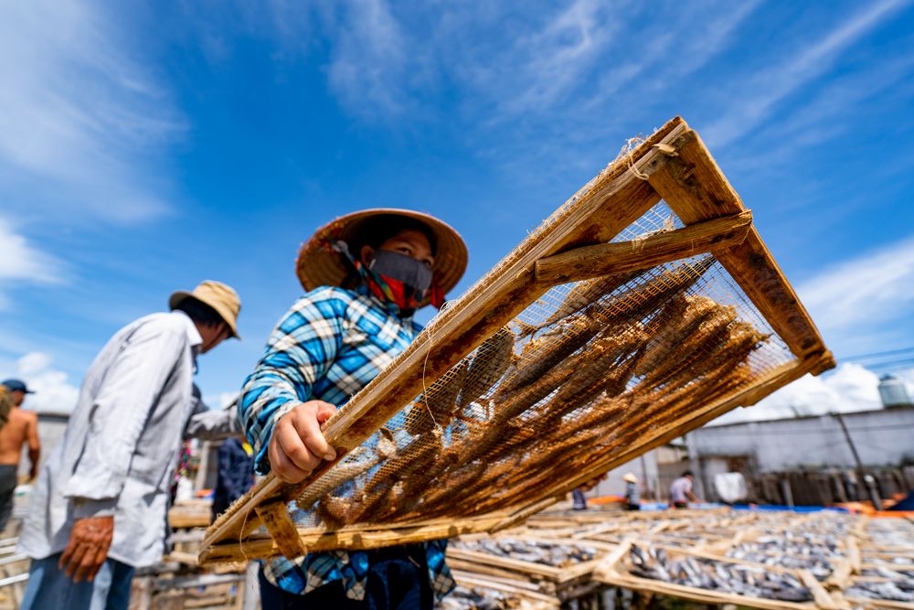 The dried fish-making village in Long Hai, Vung Tau, Vietnam