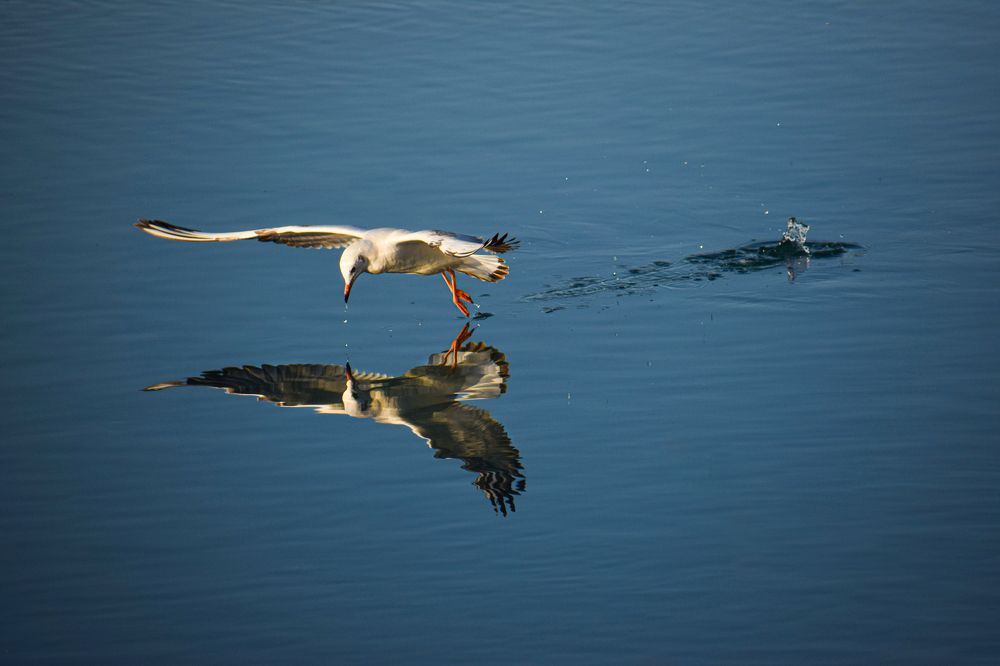 Photograph by Mohammad Paknezhad