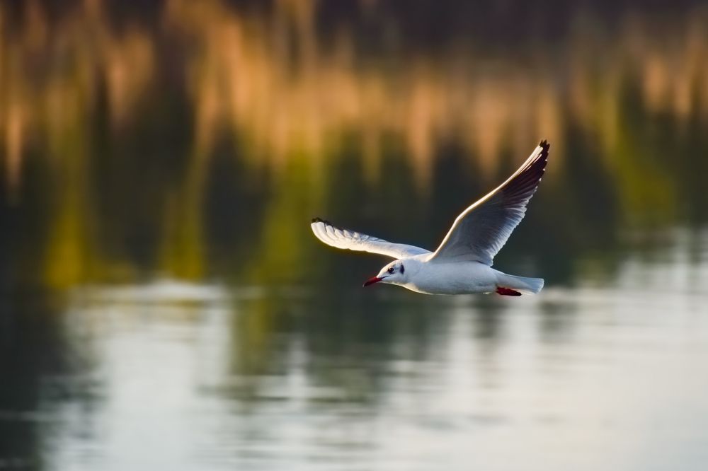 Photograph by Mohammad Paknezhad