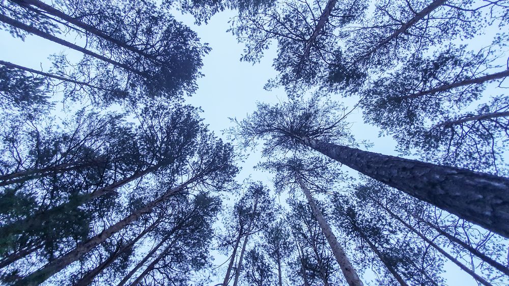 Photograph by Анна Дорофеева