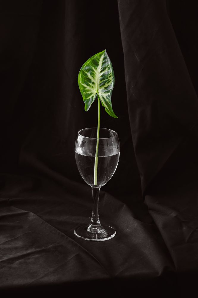 Photograph by Ольга Гараева