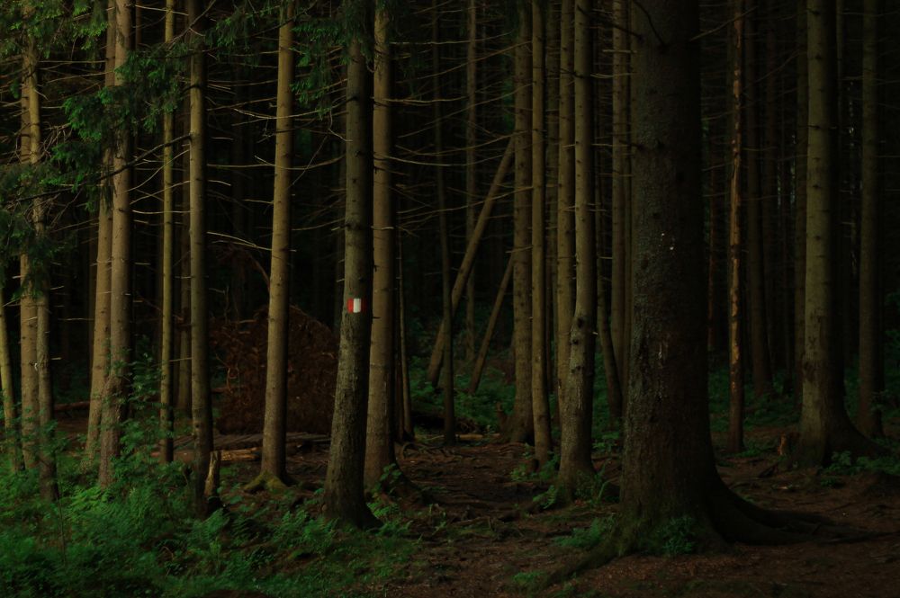 Photograph by Елизавета Шмагина