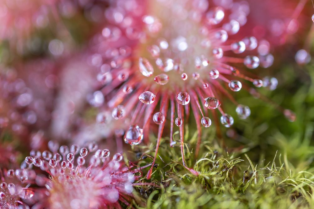 Photograph by Дмитрий Муравьев