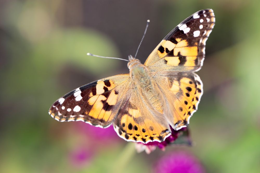 Фотография автора Алексей Попов