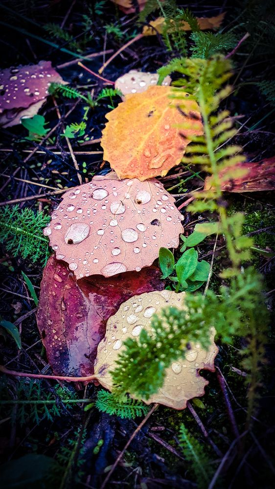 Photograph by Анна Дорофеева