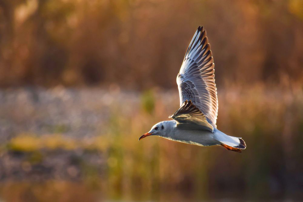 Photograph by Mohammad Paknezhad