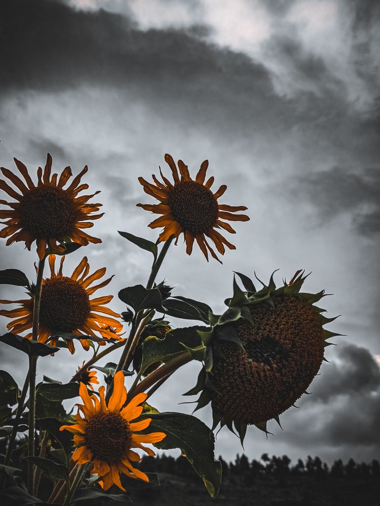 Photograph by Badal Khatiwara