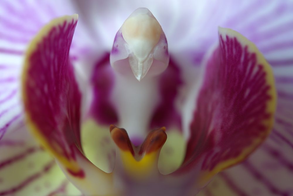 Orchid Newborn