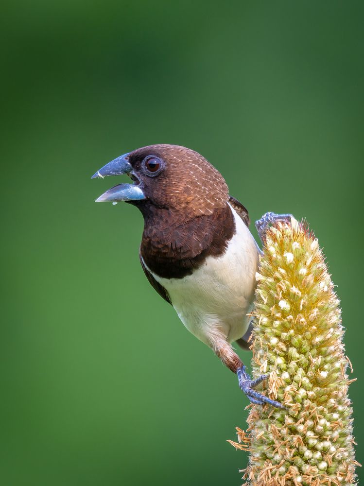 Photograph by Subhra Mandal