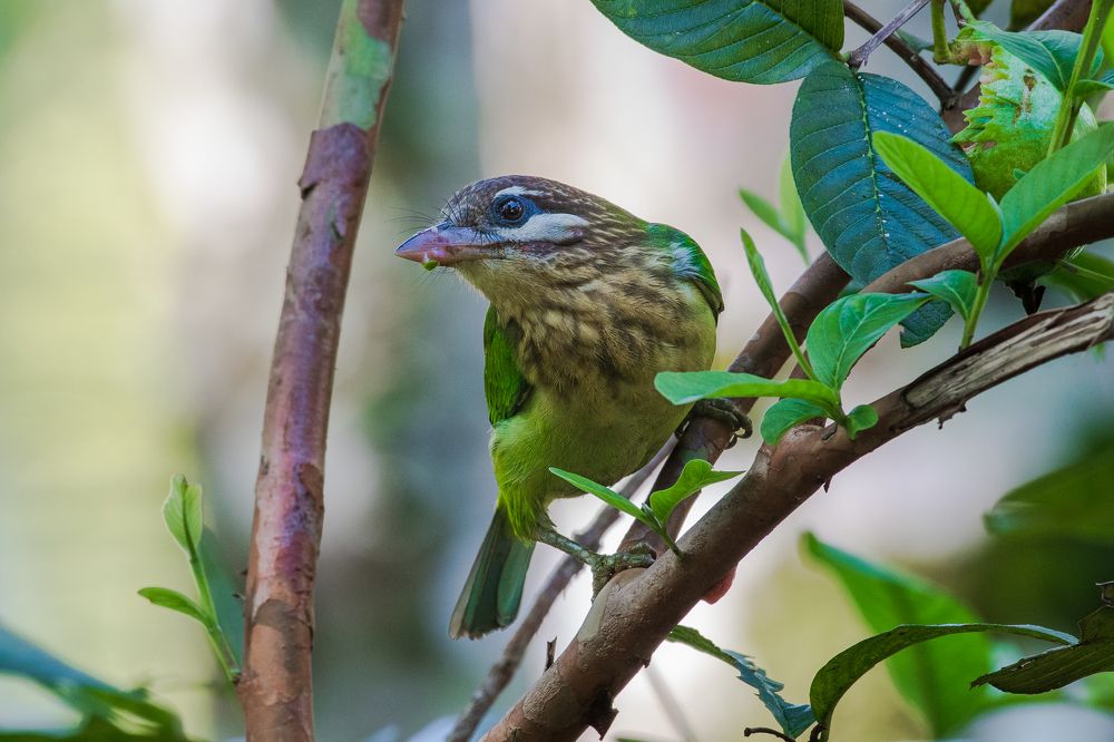 Guava seed on my beak...