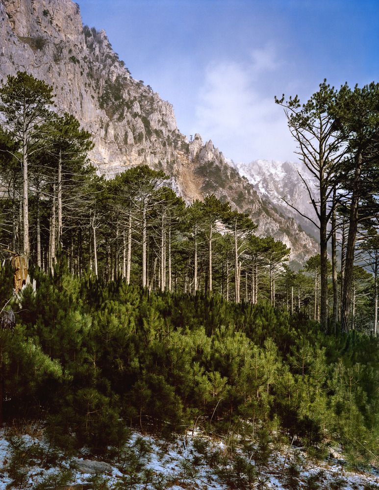 Звонкий лес