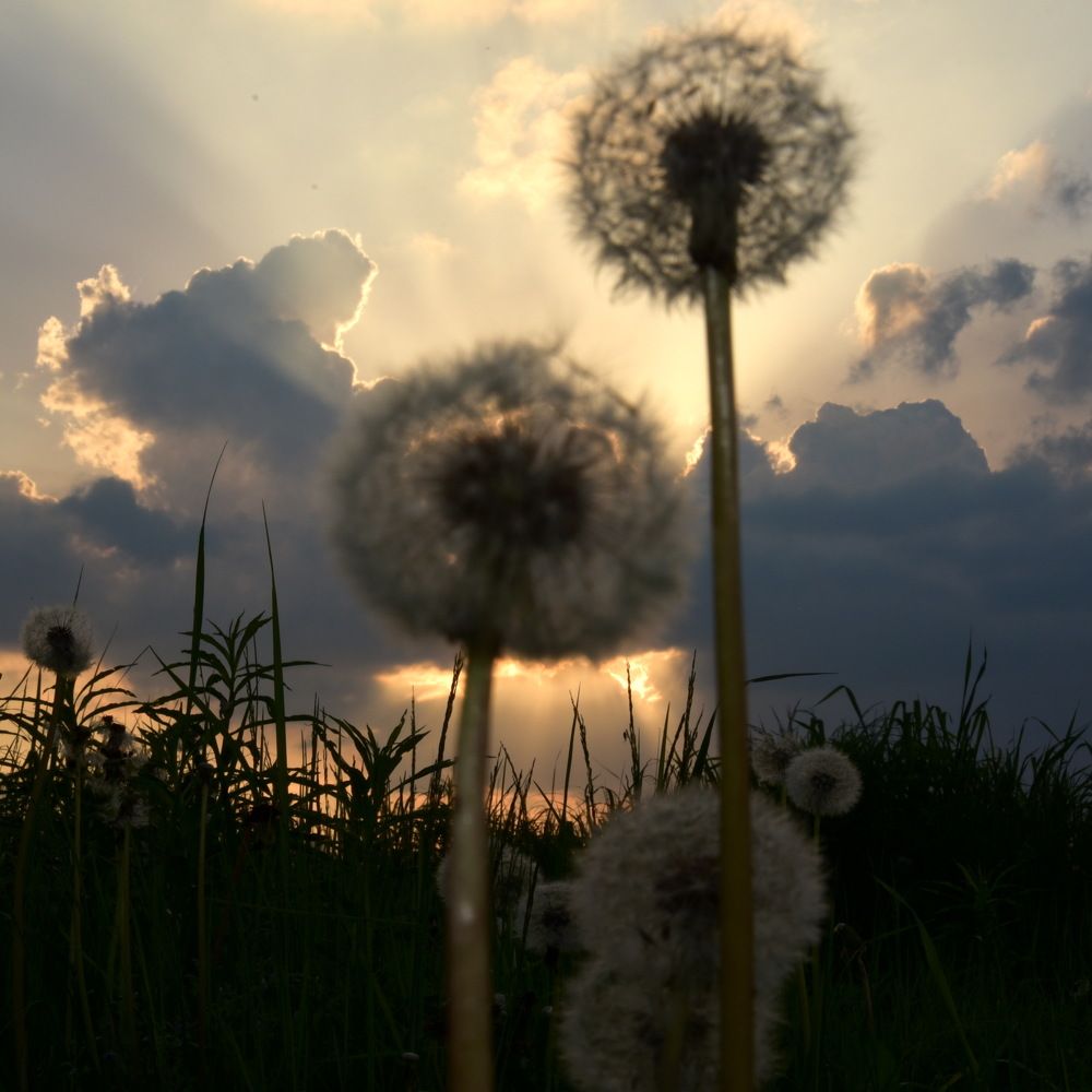 Пушистое солнышко в лучах заката