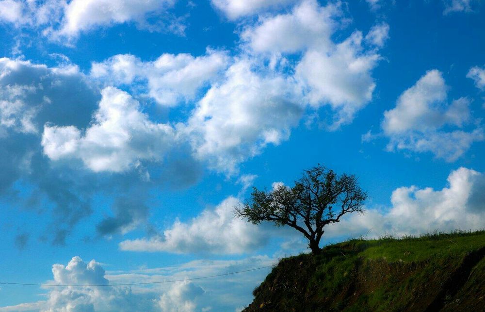 The alone tree in sky