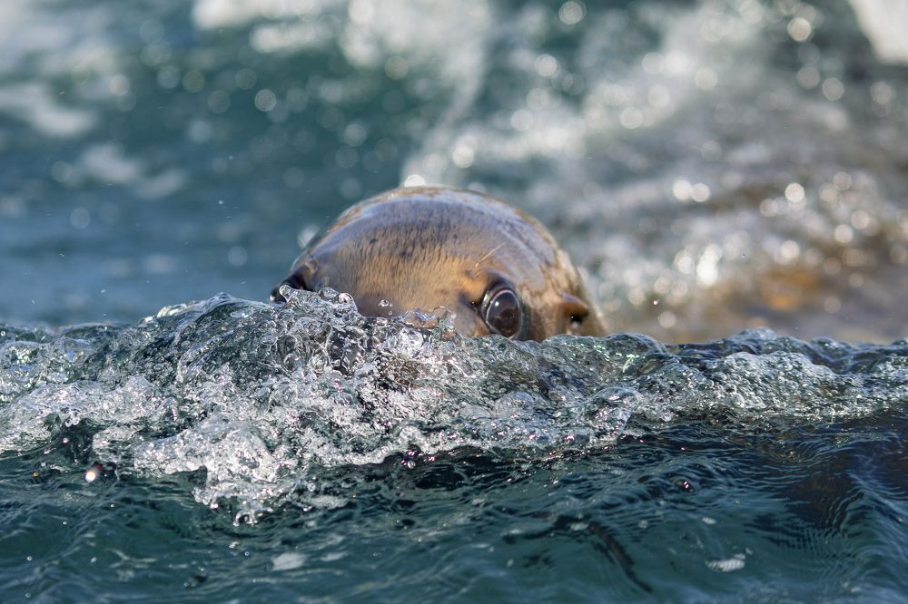 Photograph by Oleg Tolstov