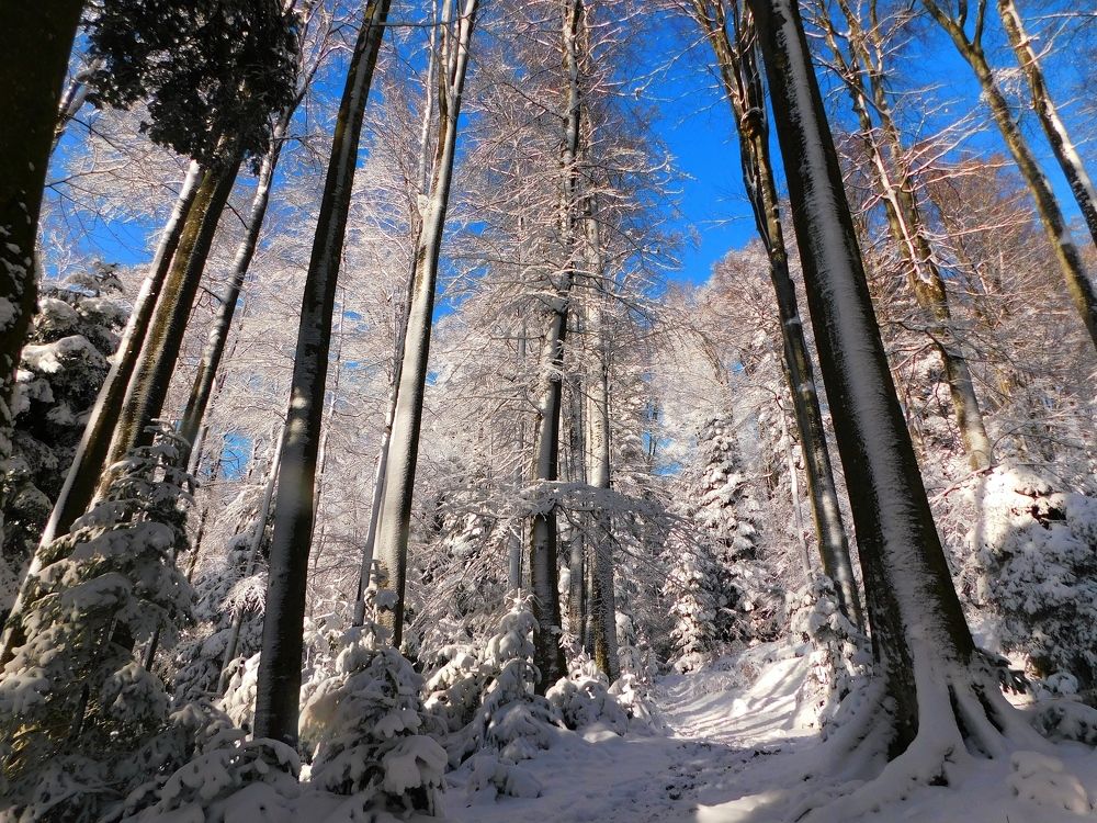 Winter forest