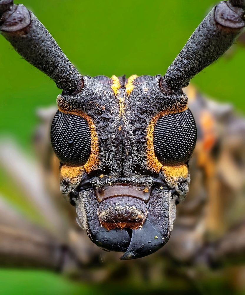 Long Horn Beetle - Macro