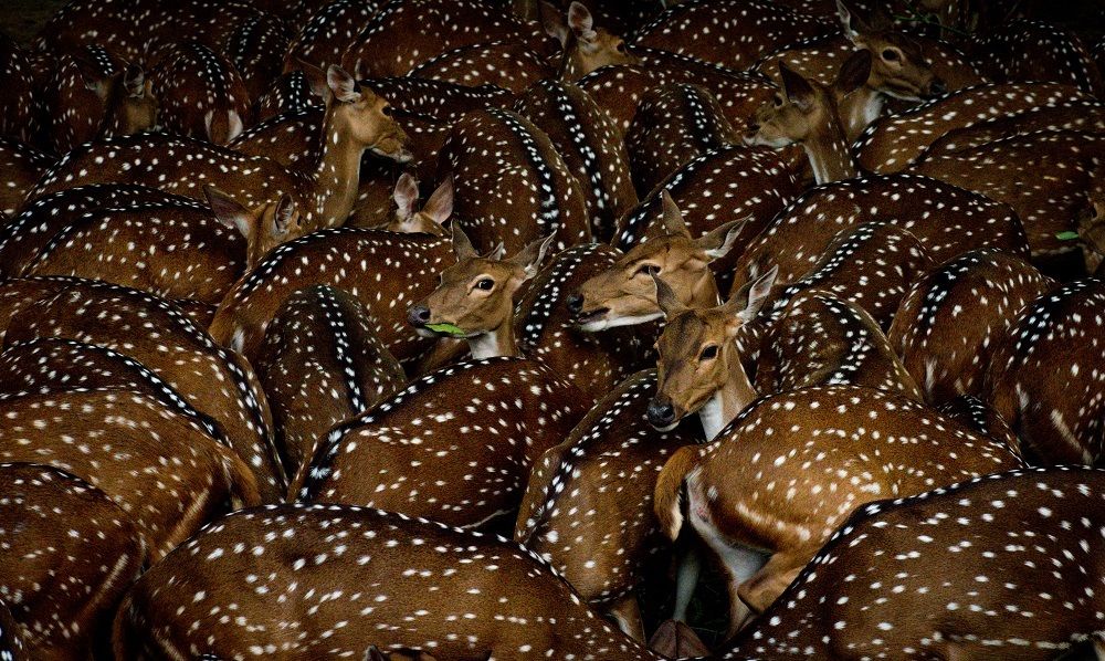 Photograph by Sudha Surendran