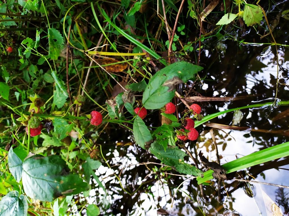 Photograph by Андрей Микулич