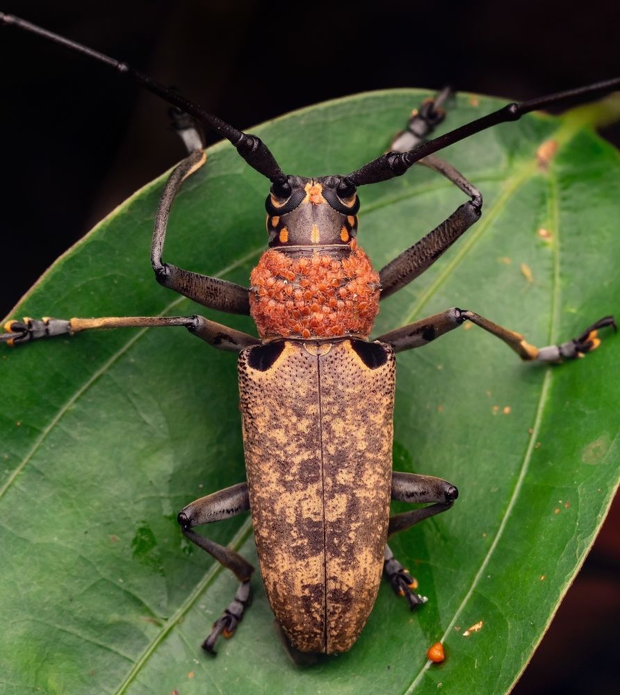 Mites travelling on Long Horn Beetle