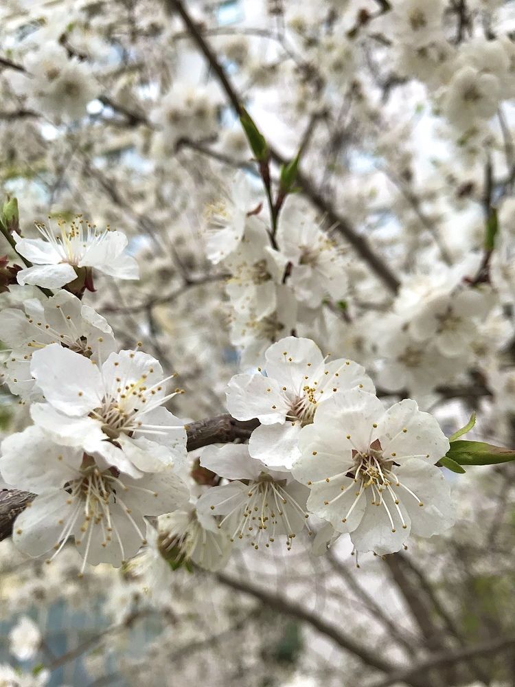 Яблони в цвету