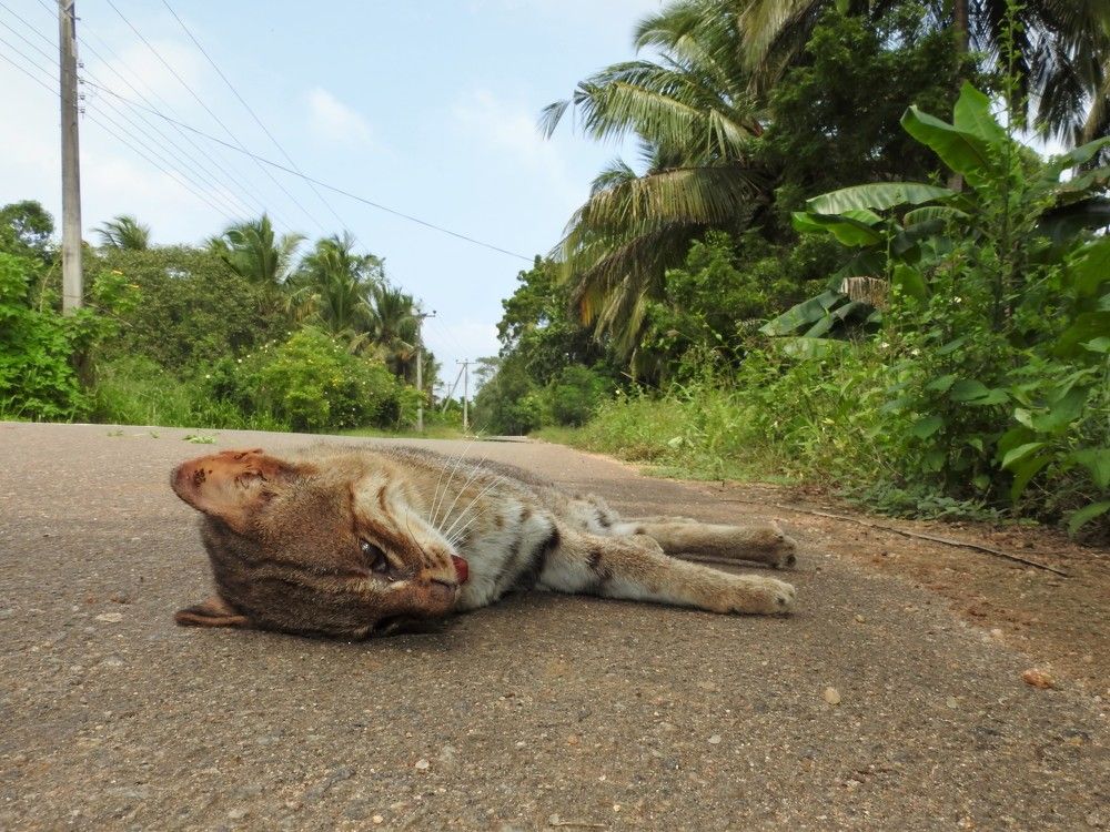 Photograph by Dushmantha Kulathunga