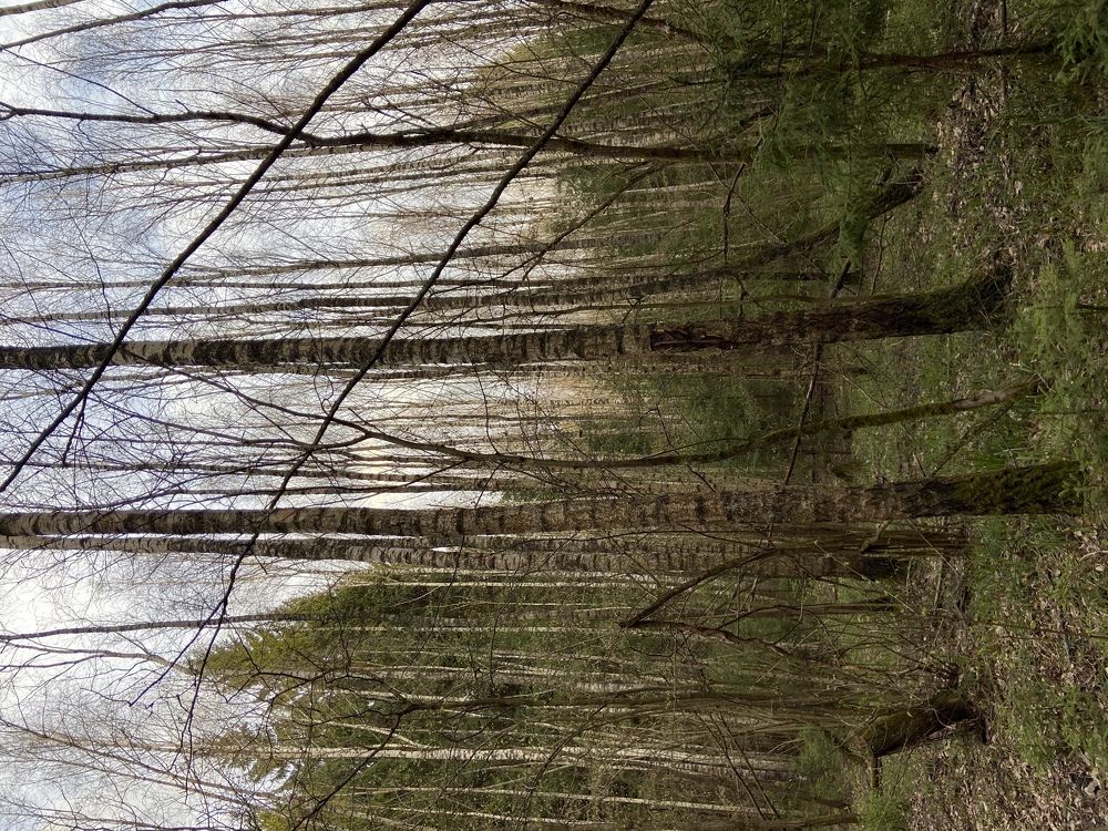 Русский лес