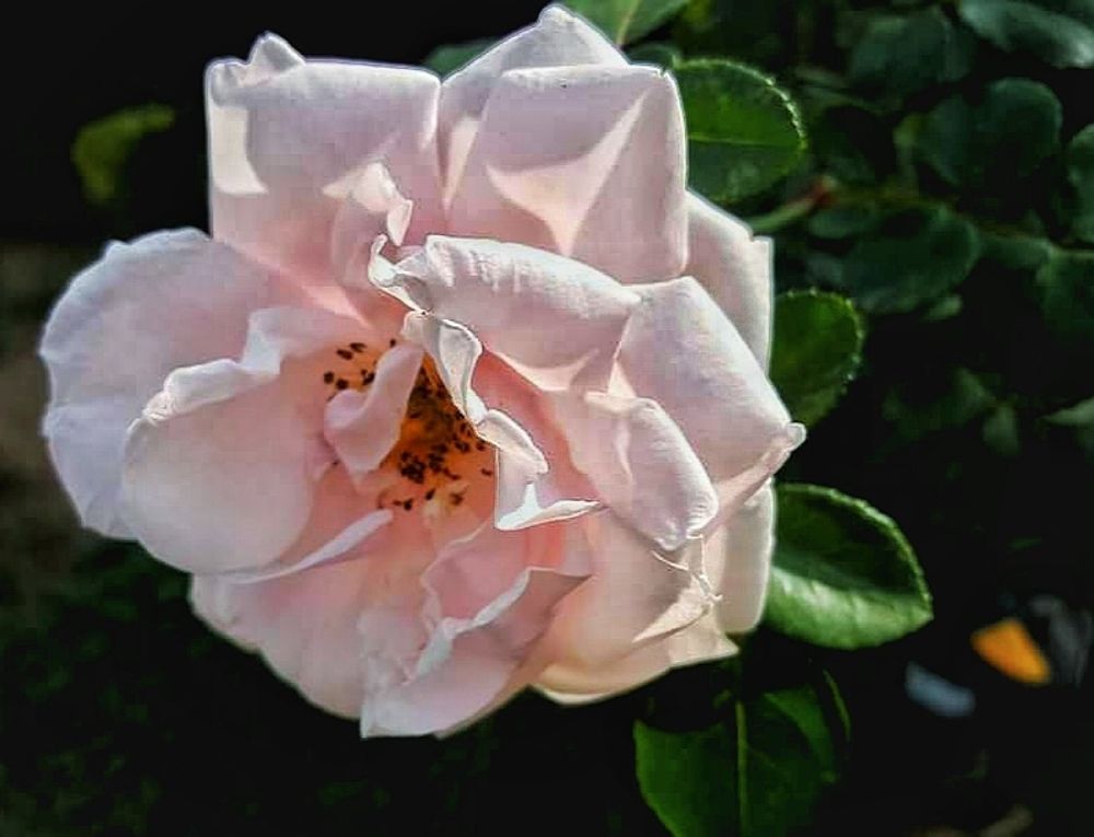 Rosa 'New Dawn'