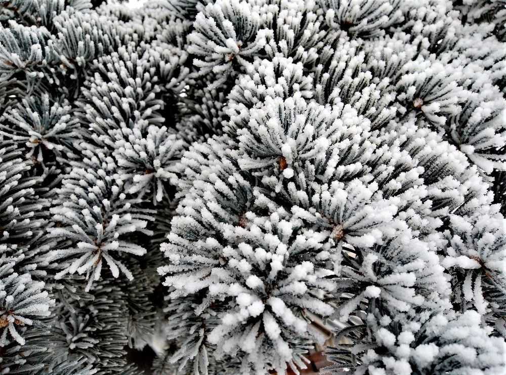 Пушистые лапки