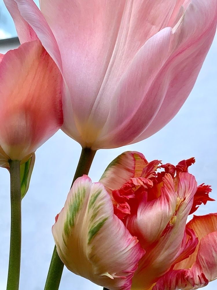 Photograph by Oxana Yushchenko