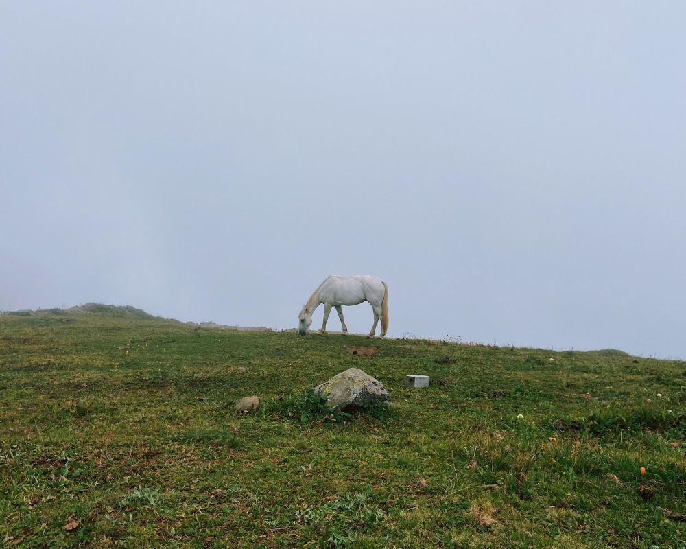 Photograph by Екатерина Демешко