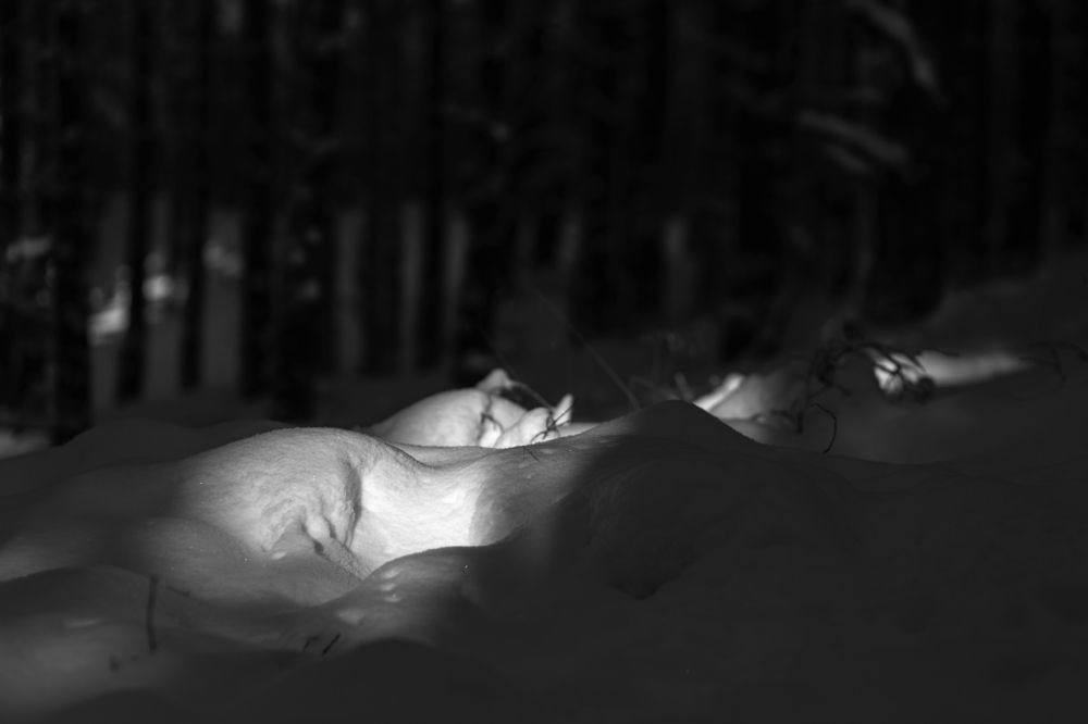 Photograph by Rolandas Valančauskas