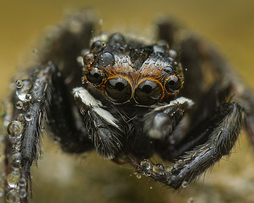 Eyes of Spider